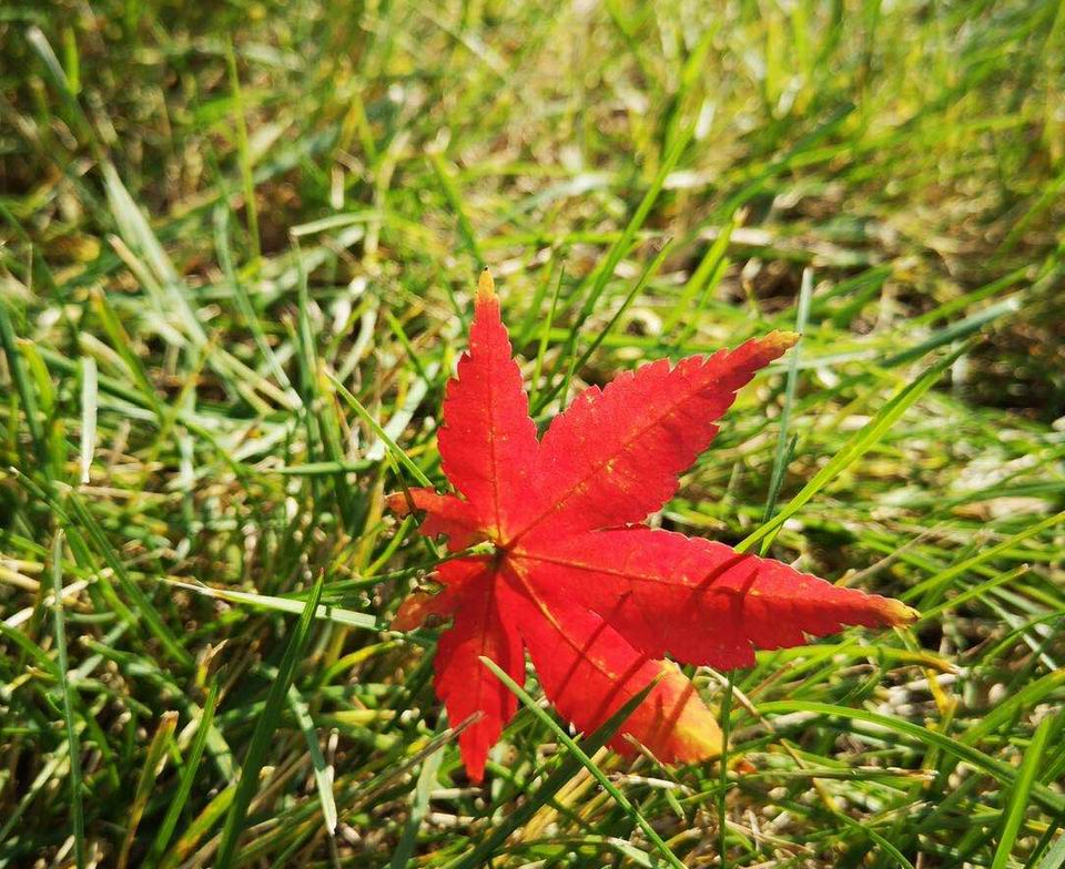 1603788736859651.jpg 叶落归根.jpg