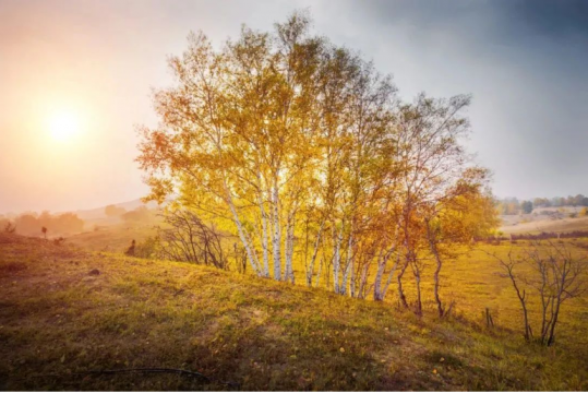 书香港航丨我为您读书：秋韵清简 浮生若梦